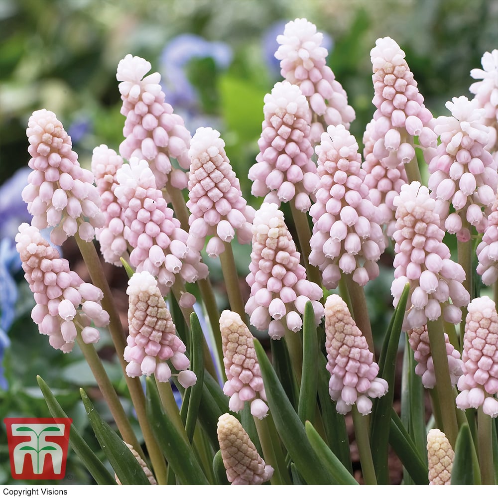 Muscari 'pink Sunrise'