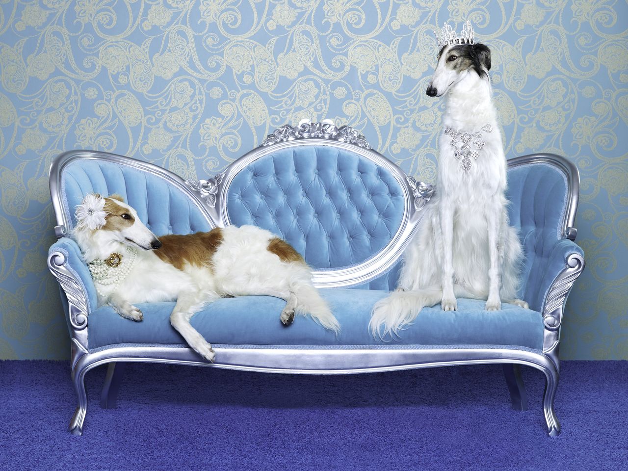 Two borzoi dogs lounge on a rococo couch.