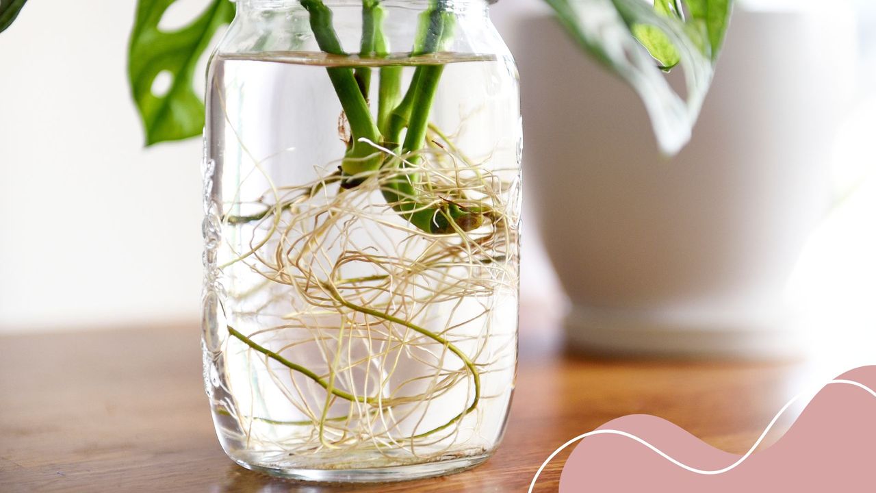 picture of a monstera cutting in water with roots growing 