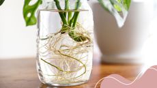 picture of a monstera cutting in water with roots growing