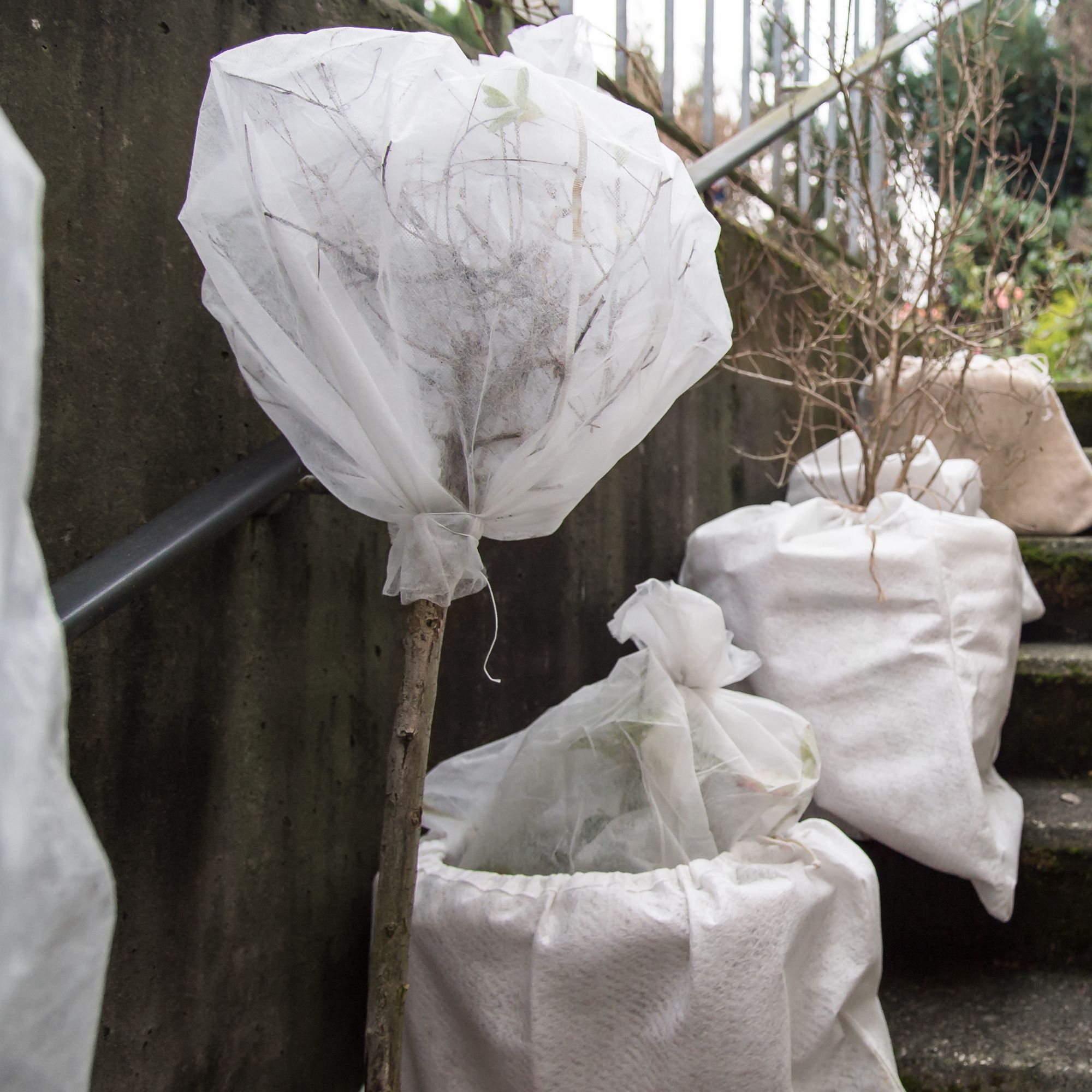 protect winter plants with fleece