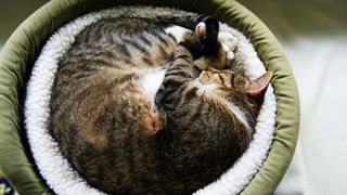 Cat curled up in cat bed