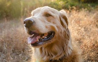 Portrait of a golden retriever in late afternoon sun