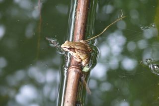 Emei music frog