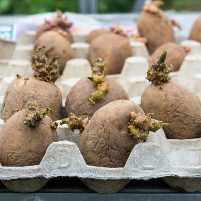 Chitting seed potatoes in egg box