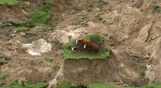 New Zealand Cows Stranded On Quake Islands Are Safe For Now Live Science