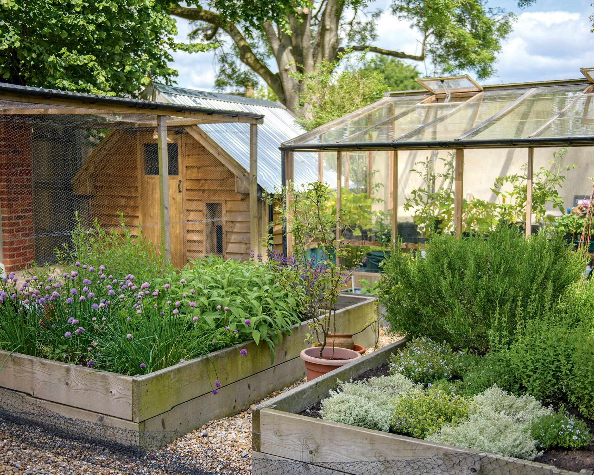 Raised bed garden ideas for crops and veg, with a greenhouse in the background and a gravel path between the two raised vegetable beds.