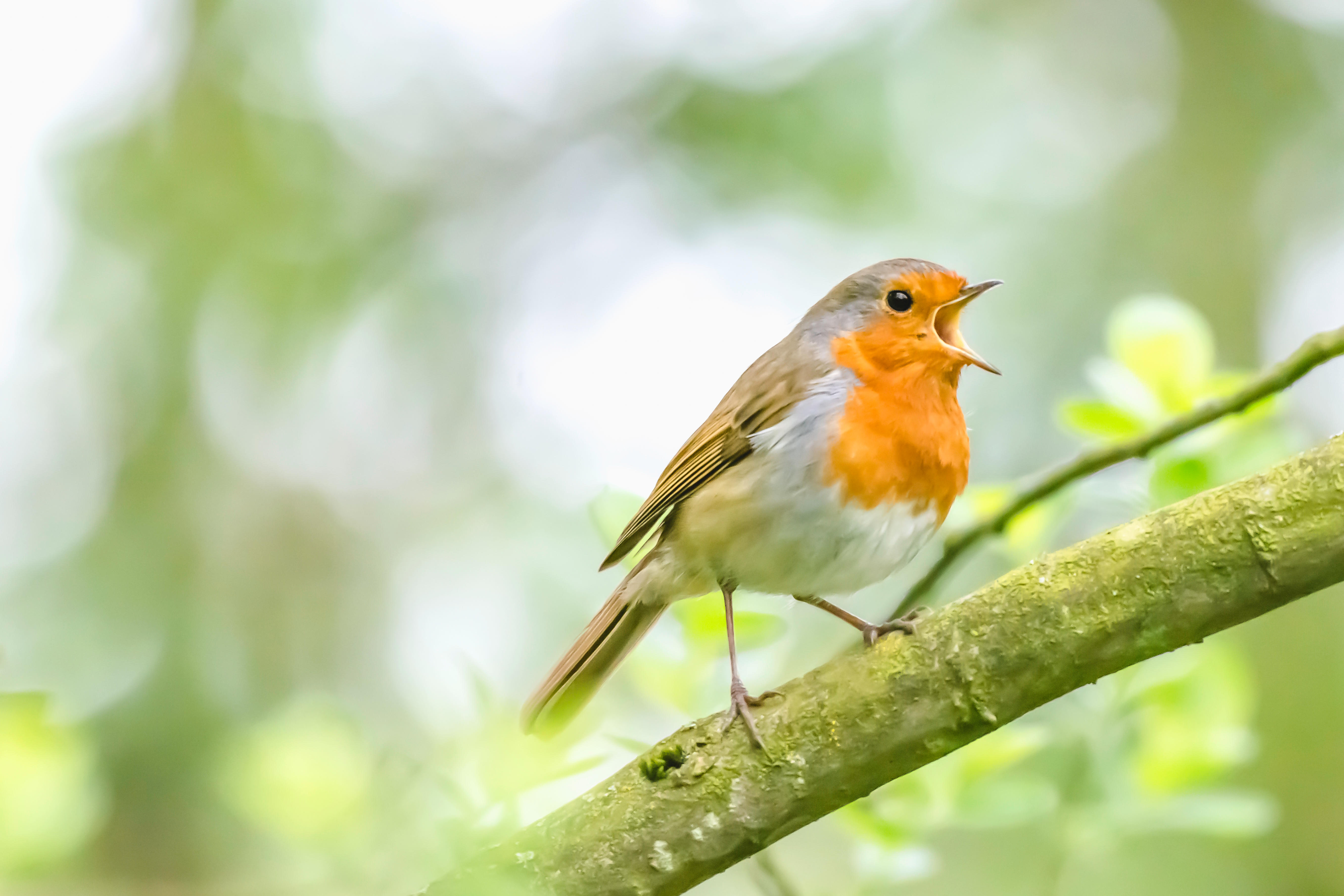 Birdsong has been proven to boost wellbeing.