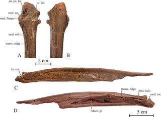 Partial lower jaws of the giant Cretaceous bird Samrukia: Posterior region from above (a) and below (b), jaw's right side, seen from the outside (d) and the inside.