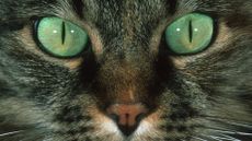 close up of a tabby cat with green eyes 