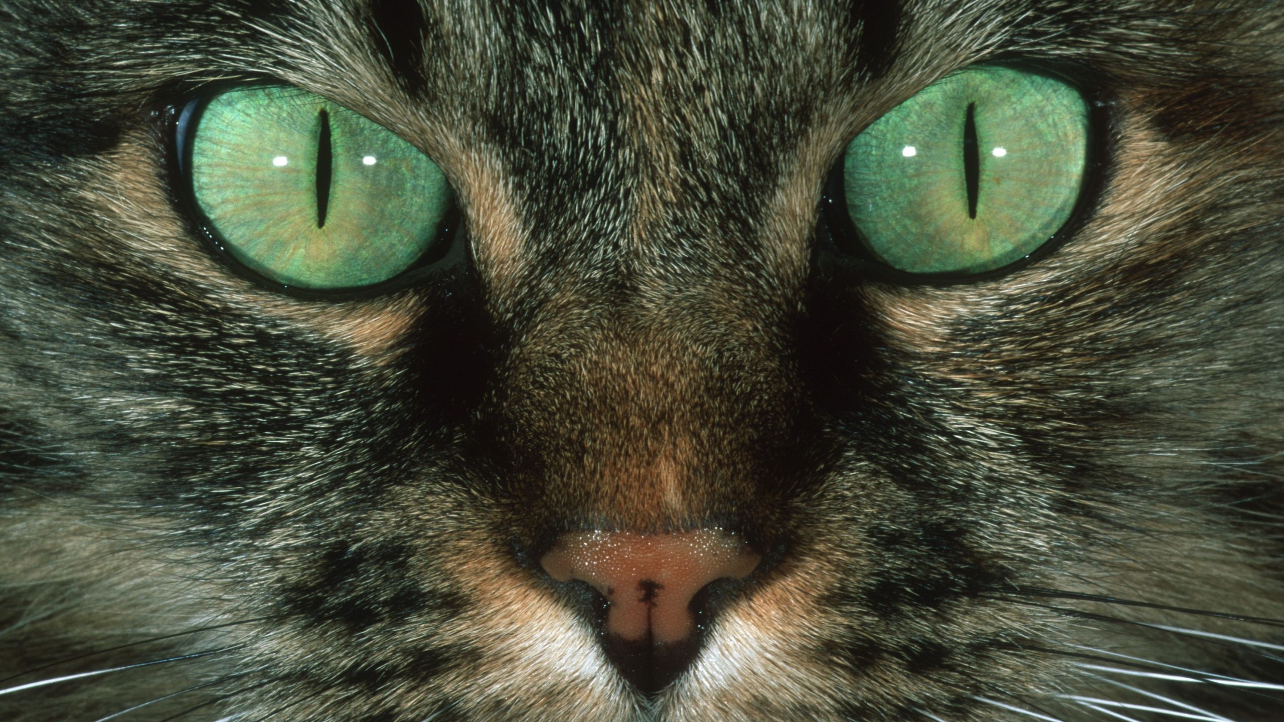 Cats Eyes CE95T