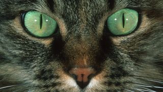 close up of a tabby cat with green eyes 