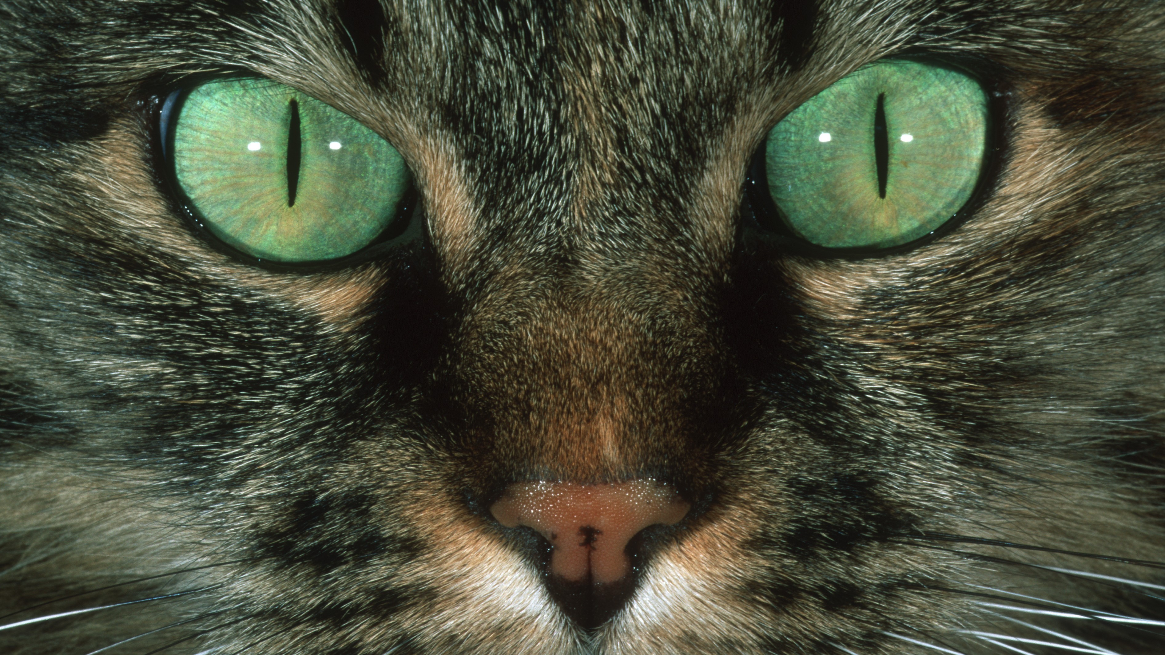 close up of a tabby cat with green eyes