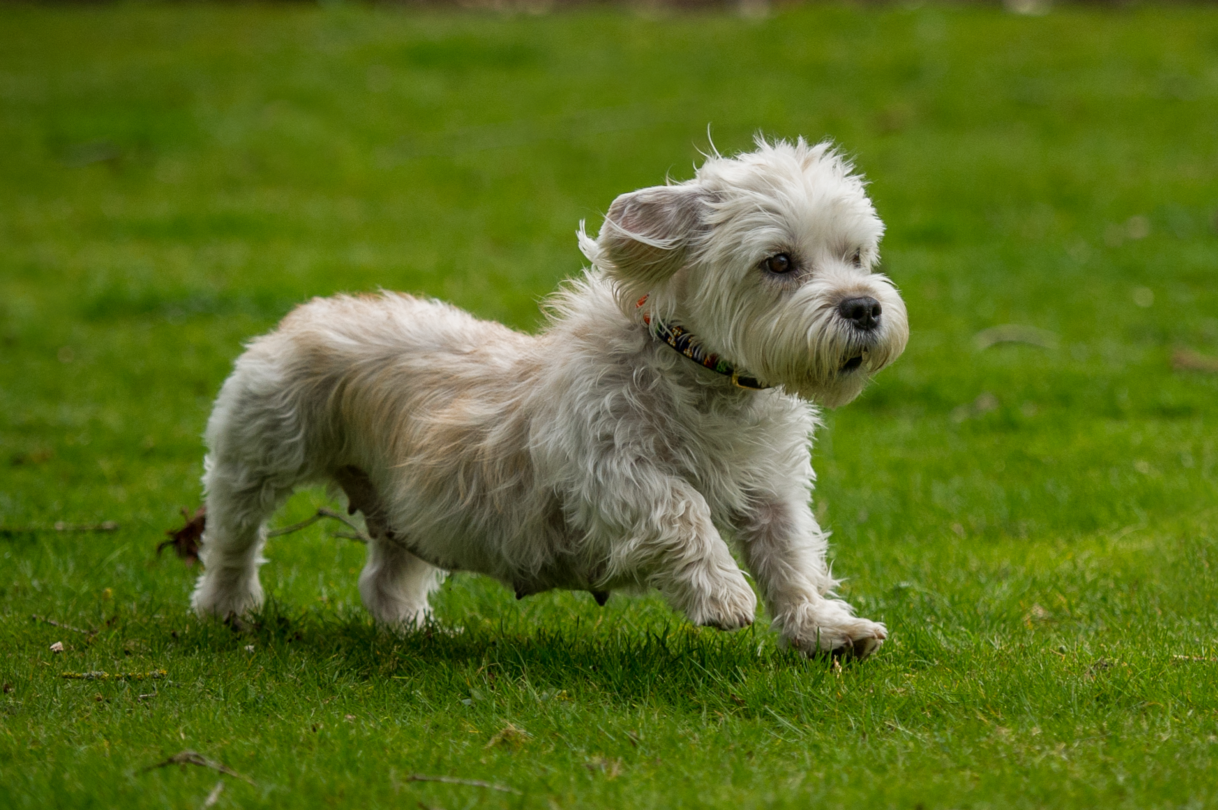 A Dandie Dinmont terrier trotting across a grassy lawn, ears flapping and eyes focused ahead.
