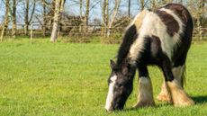 Pirate Pete grazing after his rescue