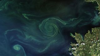 A massive green swirl of algae in the sea