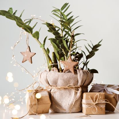 Houseplant decorated for Christmas and surrounded by gifts