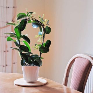 Best indoor plants: Stephanotis