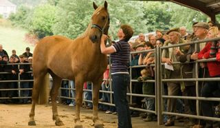 Horse for sale at public auction