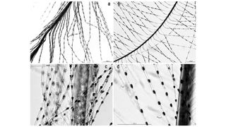 Microscopic images of various downy feather barbs and barbules from Valsgärde 7 (a and c) compared with examples of similar reference material from bird groups: b) Galliformes (black grouse [Tetrao tetrix]) and d) Passeriformes (Eurasian jay [Garrulus glandarius]).