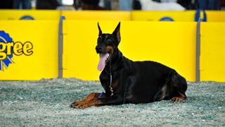 Doberman at dog show