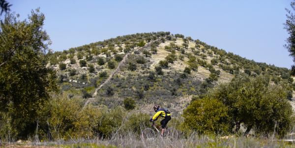 Ja&eacute;n Olive Tree area. Ja&eacute;n is known as the "Olive Oil Land", so Olive tree areas are the usual landmark of this province.