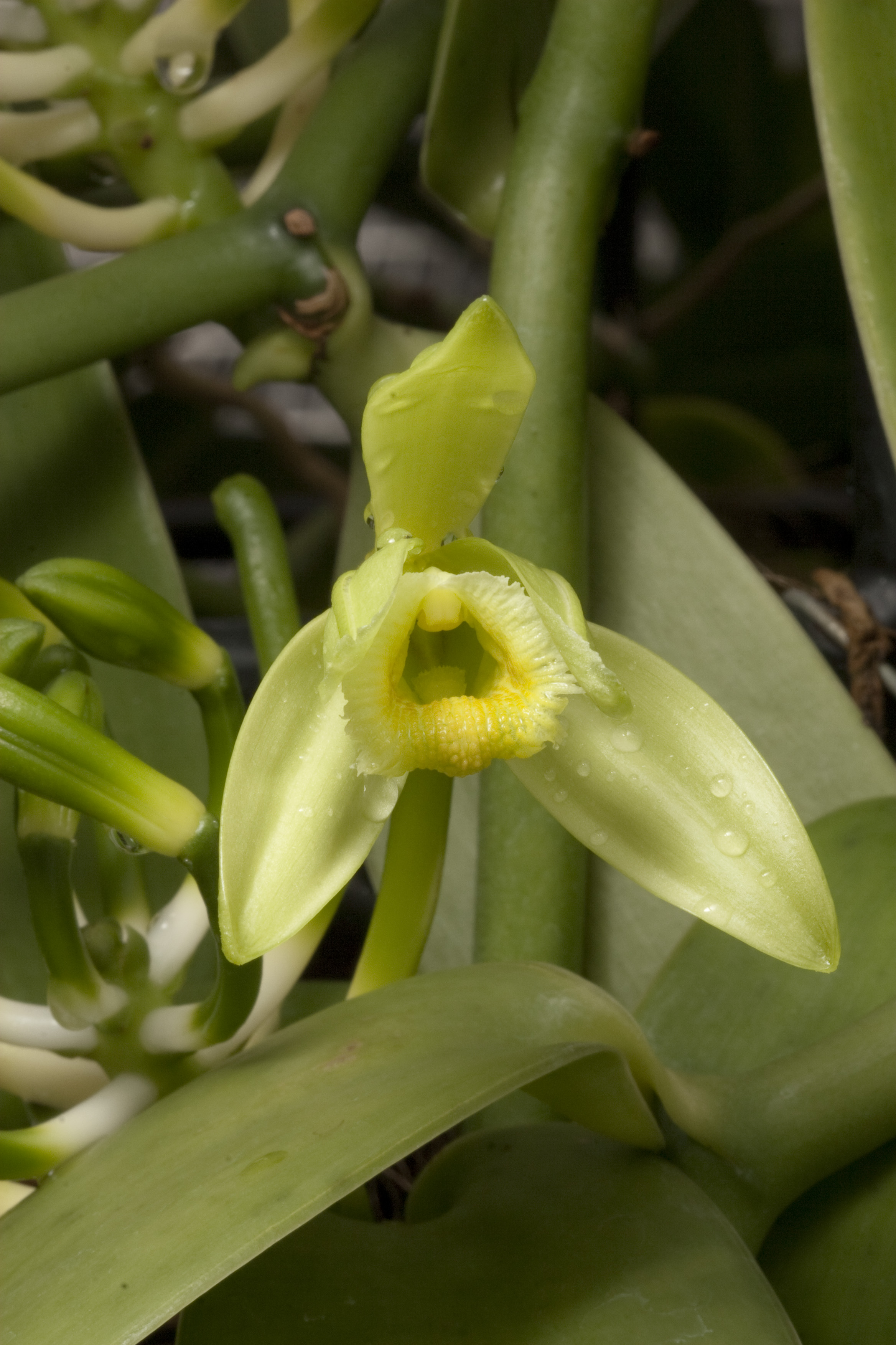 Vanilla planifolia