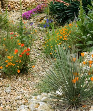 Mediterranean plants including Californian poppies growing in raised beds