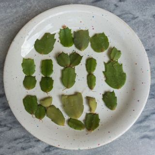 Schlumbergera Christmas cactus cuttings closeup drying out on plate