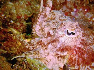 Common cuttlefish in pink