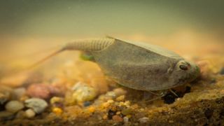 A Triops "living fossil" swims underwater in a vernal pool of water.