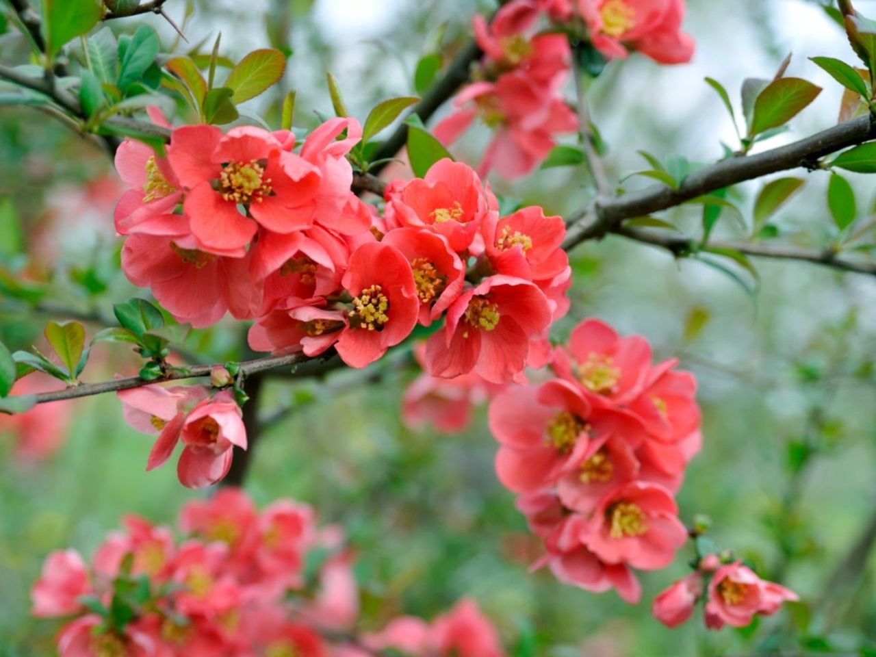 Flowering quince branches covered in flowers