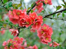 Flowering quince branches covered in flowers