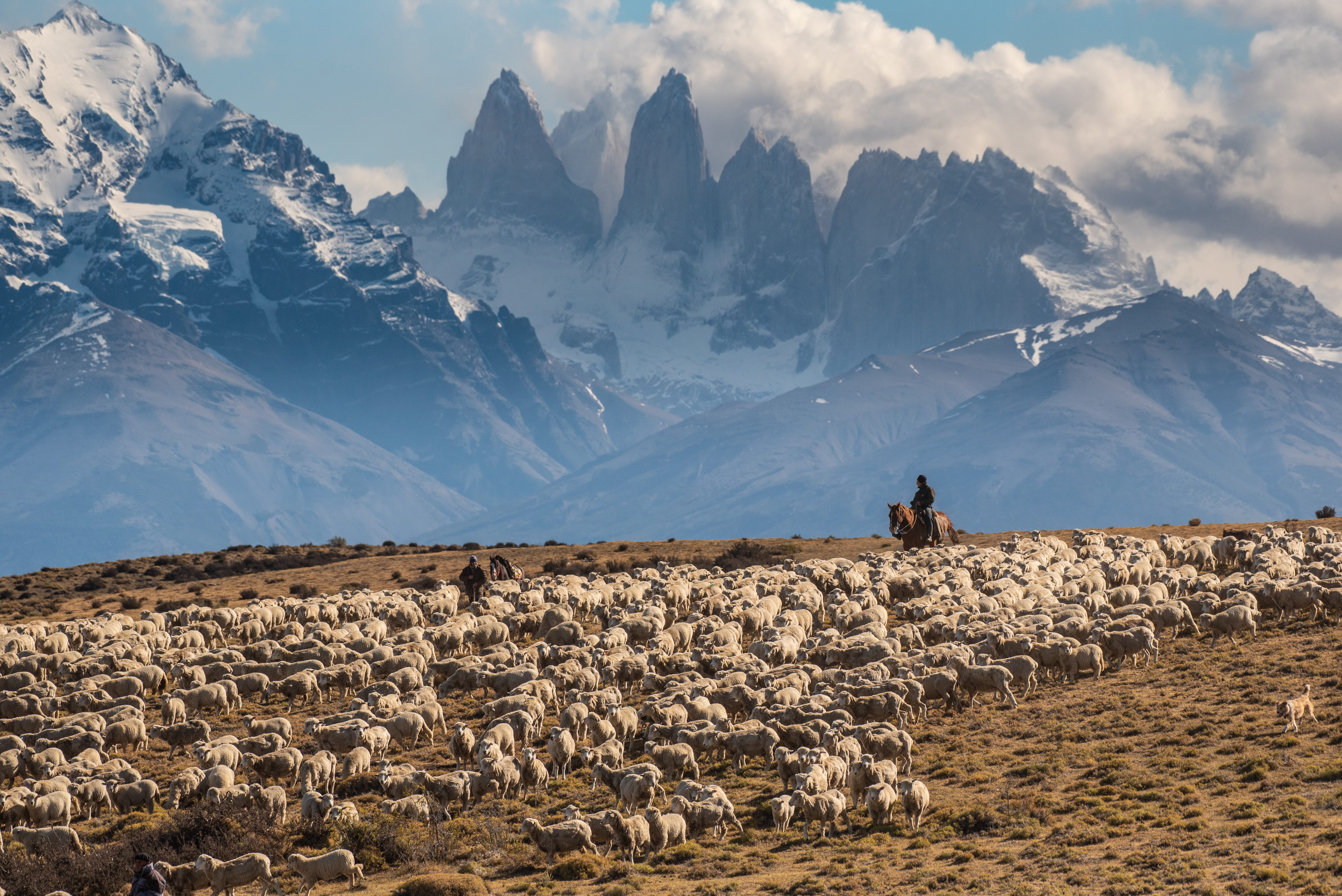 Granjero a caballo pastoreando rebaños de ovejas en medio de impresionantes montañas.