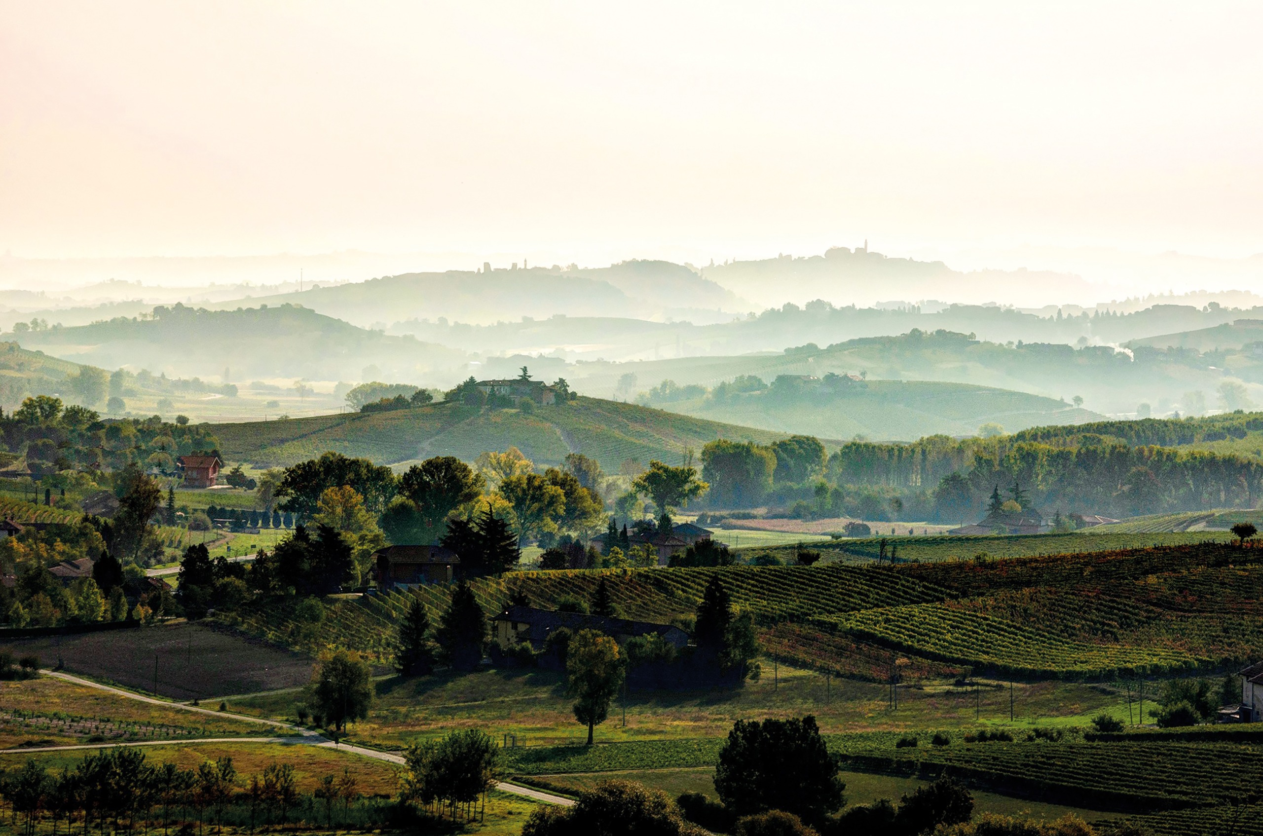 Landscape with green vines and misty hills in the distance