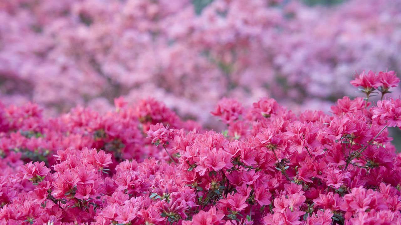 Pink azalea blooms in a garden