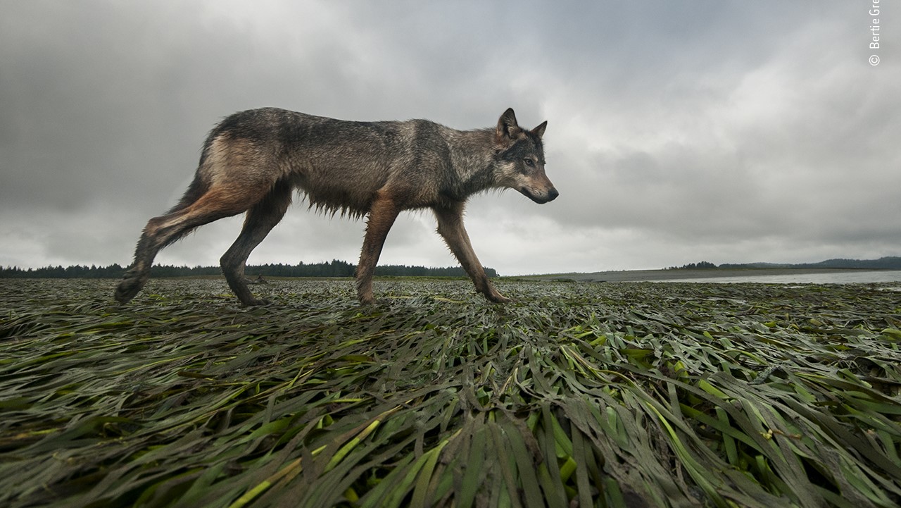 A lone wolf trots along the Canadian coast.