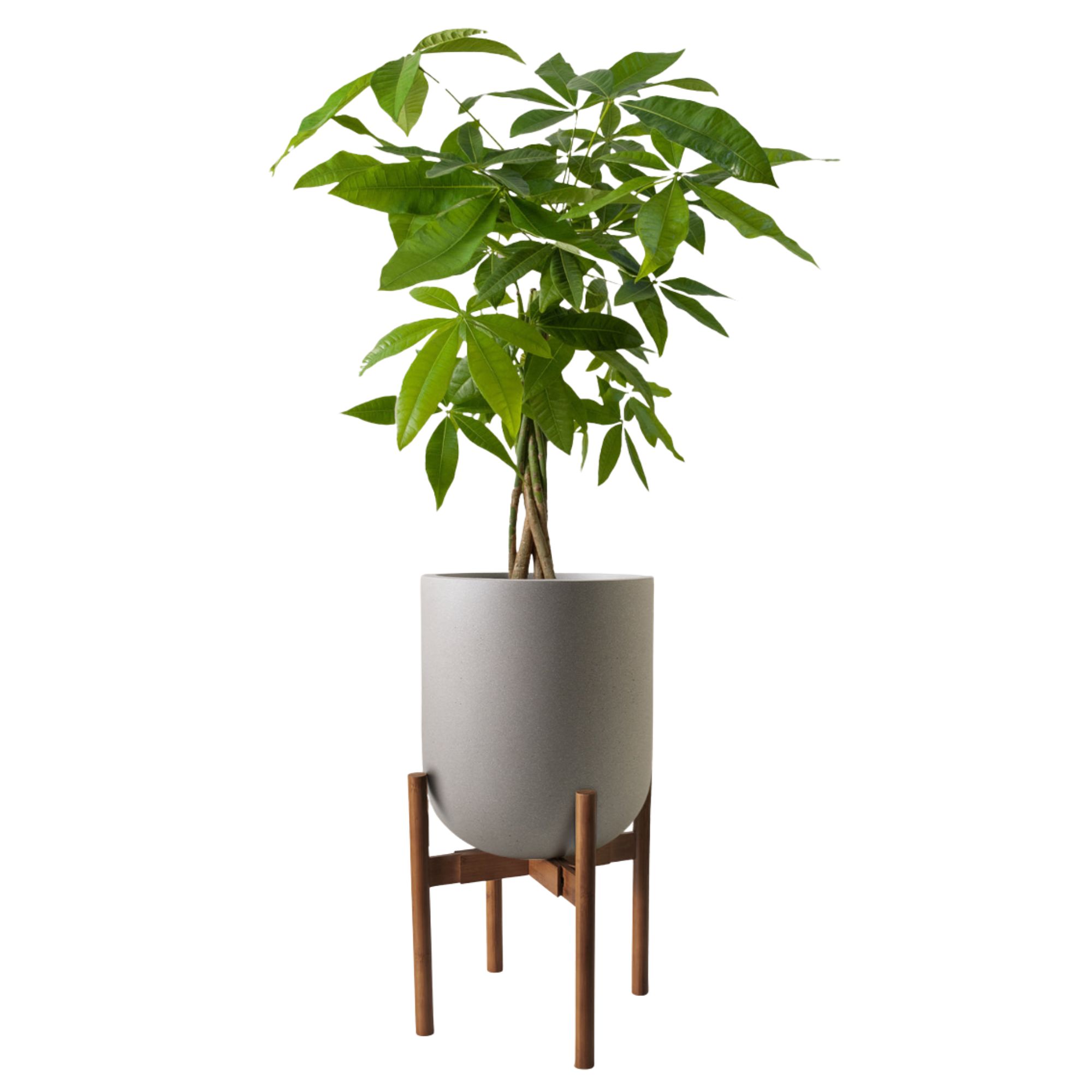 a money tree in a pot