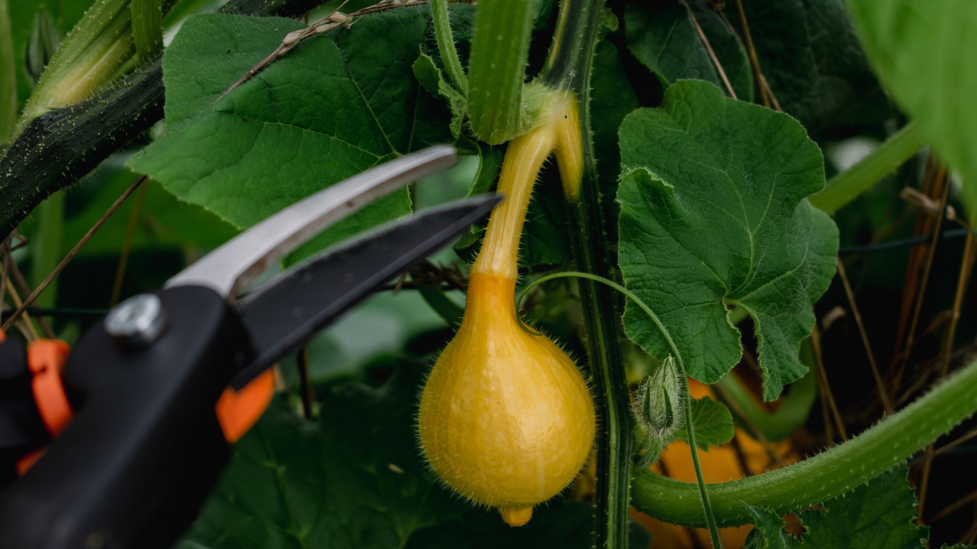 picture of secateurs cutting squash plant