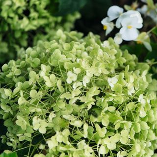 Close up of a green hydrangea flower and white flowering plants