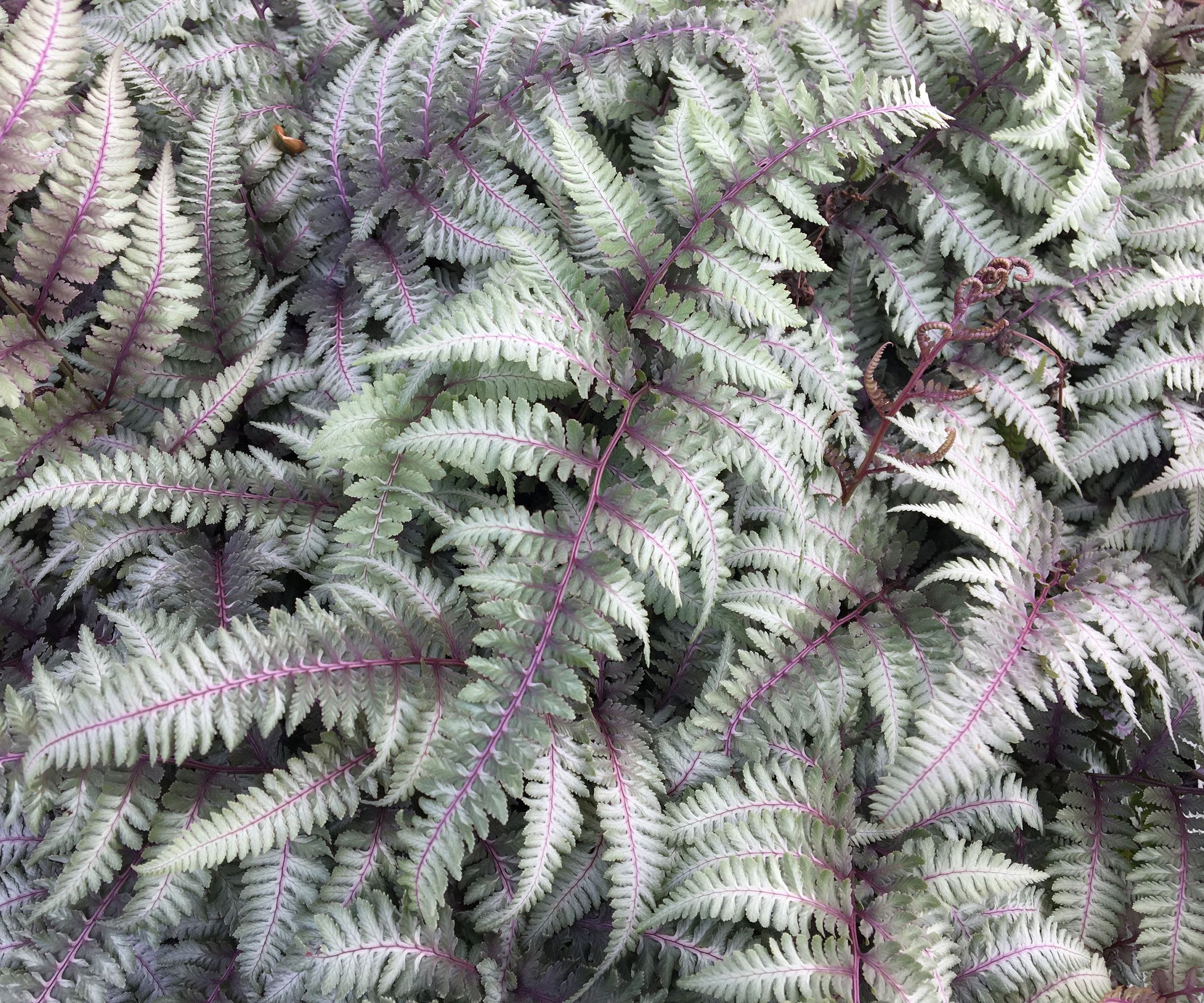 Japanese painted fern with silver leaves
