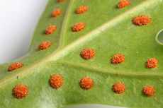 Fern Spores On Leaf