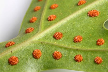 Fern Spores On Leaf