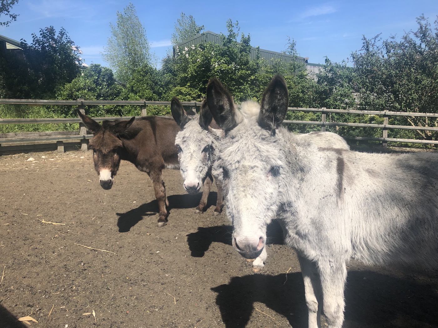 Nora, Lola and Briar together[1] copy