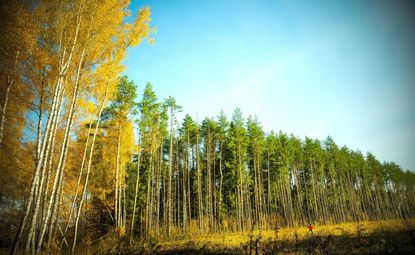 A forest near Moscow.