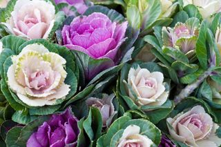 A close-up of ornamental kale florets