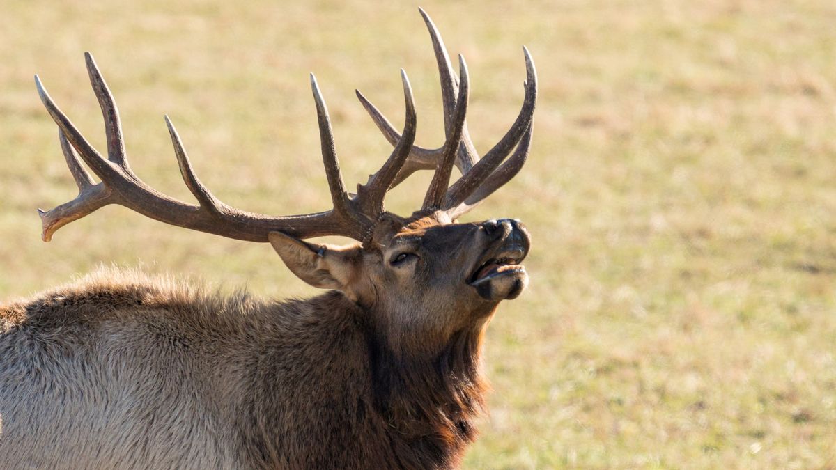 Clueless Yellowstone tourist escorted away after challenging bull elk to a fight