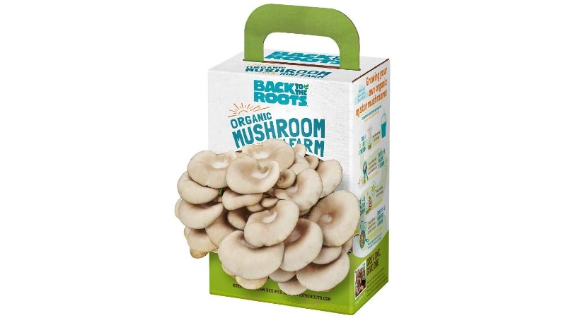 Back to the Roots organic mini mushroom grow kit