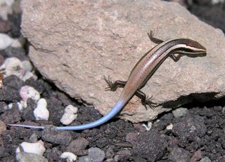 One of the newly identified skinks from the Caribbean, called an the Anguilla Bank skink.