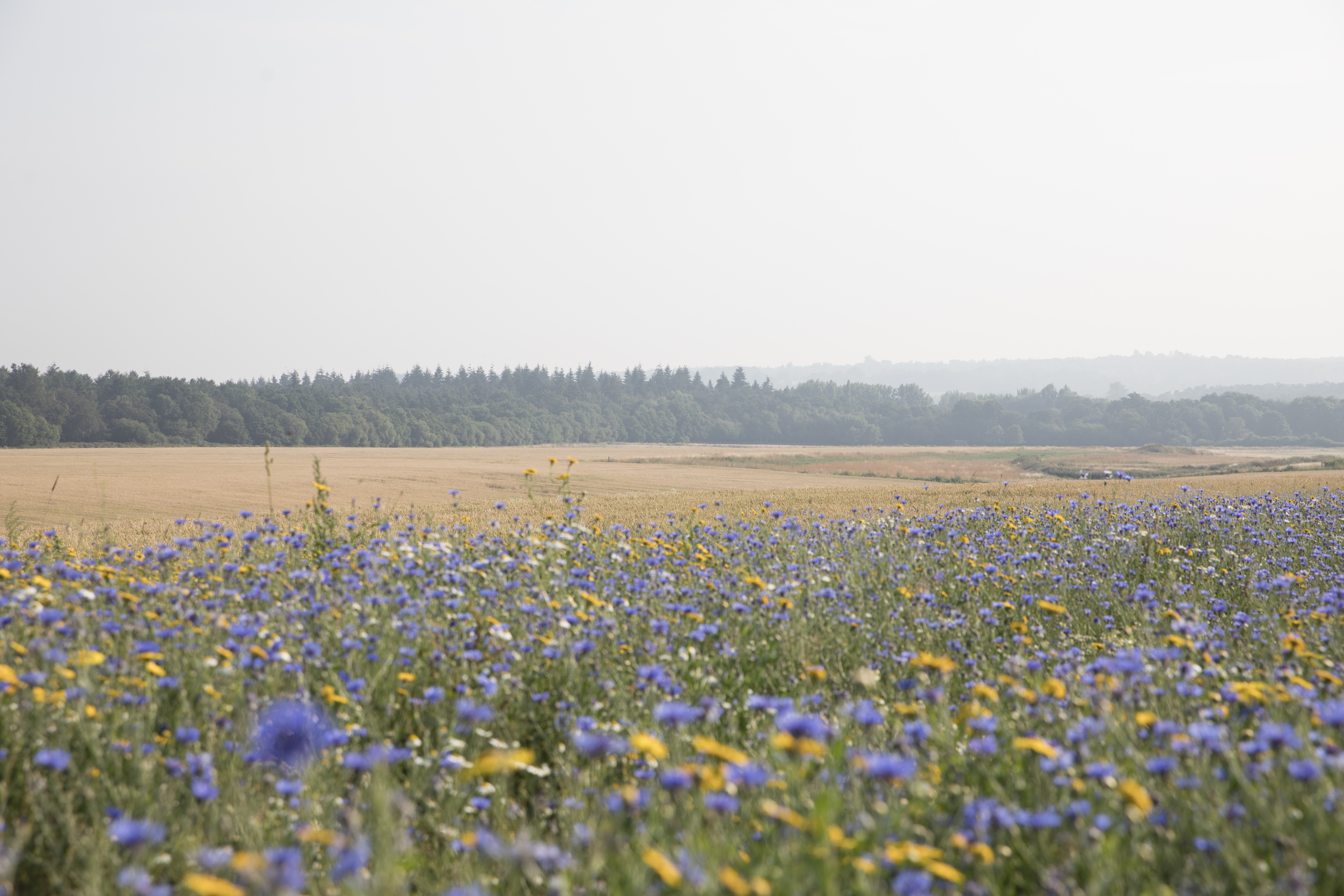 Field of blue and yellow wild-looking flowers with a line of trees in the background and bleached sky
